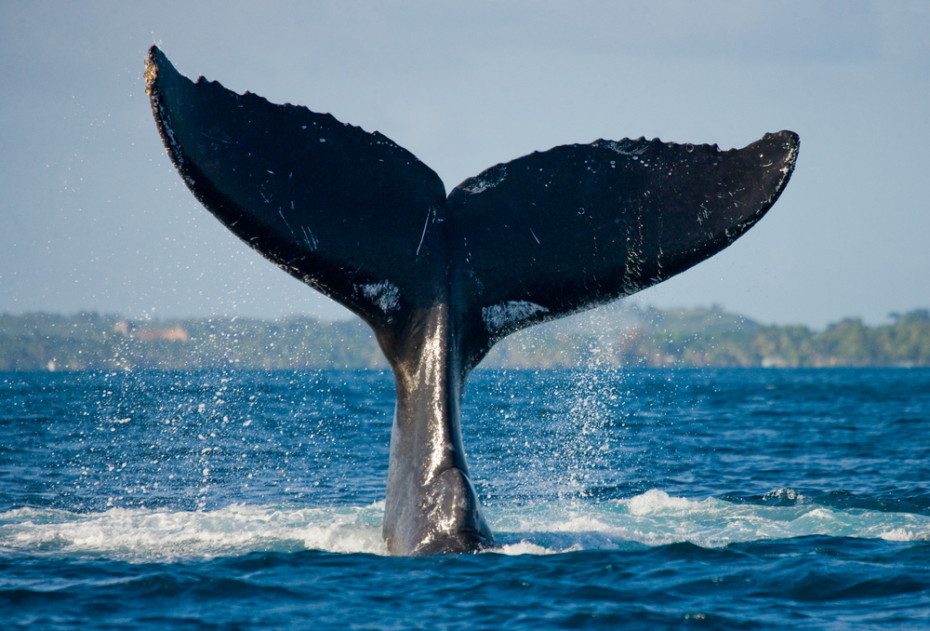 Whale tail photo